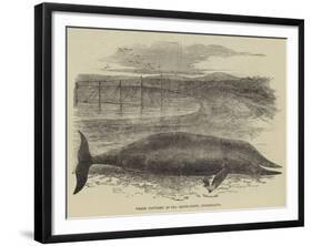 Whale Captured at the Grune-Point, Cumberland-null-Framed Giclee Print