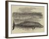 Whale Captured at the Grune-Point, Cumberland-null-Framed Giclee Print