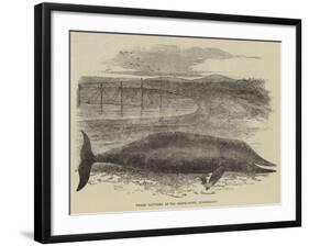 Whale Captured at the Grune-Point, Cumberland-null-Framed Giclee Print