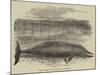 Whale Captured at the Grune-Point, Cumberland-null-Mounted Giclee Print