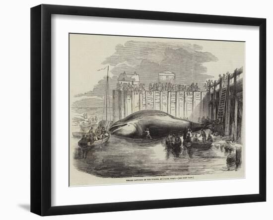 Whale Captured in the Thames, at Grays, Essex-null-Framed Giclee Print