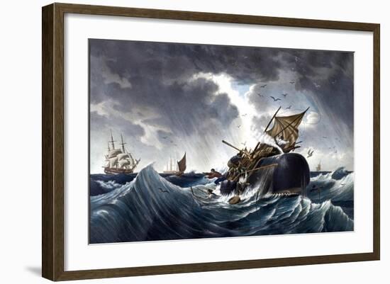 Whale Destroying Whaling Ship, C.1875-null-Framed Giclee Print