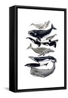 Whale Display I-Naomi McCavitt-Framed Stretched Canvas