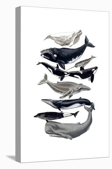 Whale Display I-Naomi McCavitt-Stretched Canvas