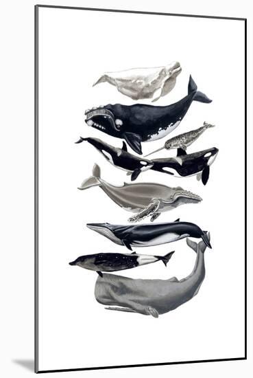 Whale Display I-Naomi McCavitt-Mounted Art Print