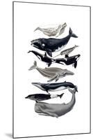 Whale Display I-Naomi McCavitt-Mounted Art Print