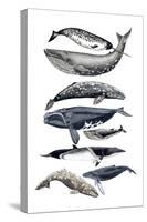 Whale Display II-Naomi McCavitt-Stretched Canvas