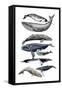 Whale Display II-Naomi McCavitt-Framed Stretched Canvas