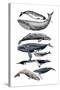 Whale Display II-Naomi McCavitt-Stretched Canvas