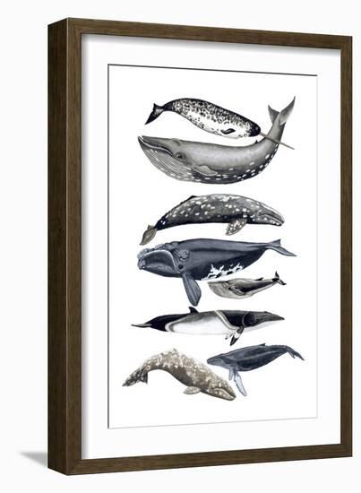 Whale Display II-Naomi McCavitt-Framed Art Print