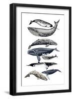 Whale Display II-Naomi McCavitt-Framed Art Print