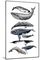 Whale Display II-Naomi McCavitt-Mounted Art Print