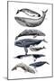 Whale Display II-Naomi McCavitt-Mounted Art Print