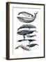 Whale Display II-Naomi McCavitt-Framed Art Print