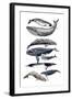 Whale Display II-Naomi McCavitt-Framed Art Print