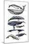 Whale Display II-Naomi McCavitt-Mounted Art Print