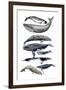 Whale Display II-Naomi McCavitt-Framed Art Print