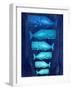 Whale Family Blue on Blue-Fab Funky-Framed Art Print