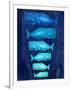 Whale Family Blue on Blue-Fab Funky-Framed Art Print