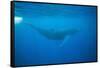 Whale Gliding Underwater-DLILLC-Framed Stretched Canvas