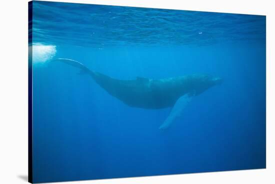 Whale Gliding Underwater-DLILLC-Stretched Canvas