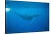 Whale Gliding Underwater-DLILLC-Stretched Canvas