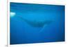 Whale Gliding Underwater-DLILLC-Framed Photographic Print
