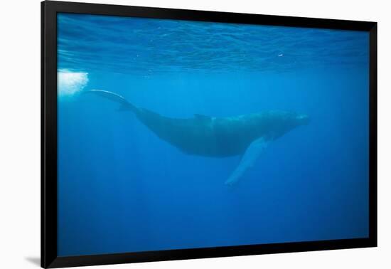 Whale Gliding Underwater-DLILLC-Framed Photographic Print