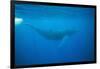 Whale Gliding Underwater-DLILLC-Framed Photographic Print