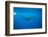 Whale Gliding Underwater-DLILLC-Framed Photographic Print