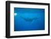 Whale Gliding Underwater-DLILLC-Framed Photographic Print