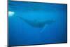 Whale Gliding Underwater-DLILLC-Mounted Photographic Print