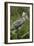 Whale-Headed Stork-null-Framed Photographic Print