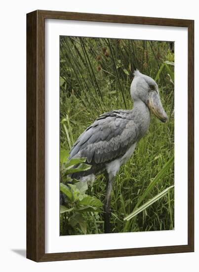 Whale-Headed Stork-null-Framed Photographic Print