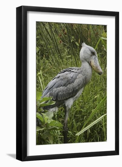 Whale-Headed Stork-null-Framed Photographic Print