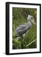 Whale-Headed Stork-null-Framed Photographic Print