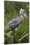 Whale-Headed Stork-null-Mounted Photographic Print