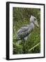 Whale-Headed Stork-null-Framed Photographic Print