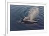Whale in South Atlantic Ocean, Antarctica-Keren Su-Framed Photographic Print