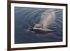 Whale in South Atlantic Ocean, Antarctica-Keren Su-Framed Photographic Print