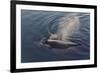 Whale in South Atlantic Ocean, Antarctica-Keren Su-Framed Photographic Print