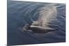 Whale in South Atlantic Ocean, Antarctica-Keren Su-Mounted Photographic Print