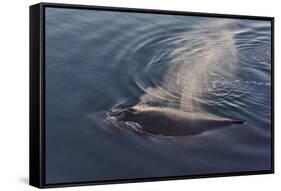 Whale in South Atlantic Ocean, Antarctica-Keren Su-Framed Stretched Canvas