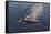 Whale in South Atlantic Ocean, Antarctica-Keren Su-Framed Stretched Canvas