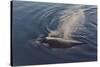 Whale in South Atlantic Ocean, Antarctica-Keren Su-Stretched Canvas