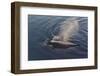 Whale in South Atlantic Ocean, Antarctica-Keren Su-Framed Photographic Print