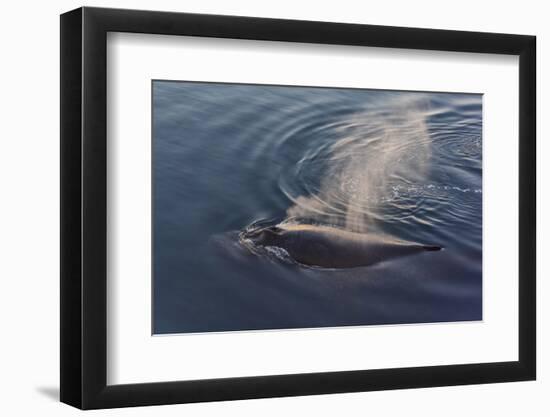 Whale in South Atlantic Ocean, Antarctica-Keren Su-Framed Photographic Print