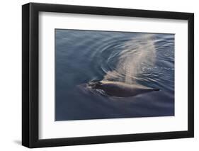 Whale in South Atlantic Ocean, Antarctica-Keren Su-Framed Photographic Print