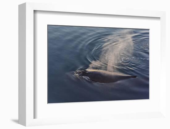 Whale in South Atlantic Ocean, Antarctica-Keren Su-Framed Photographic Print