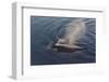 Whale in South Atlantic Ocean, Antarctica-Keren Su-Framed Photographic Print